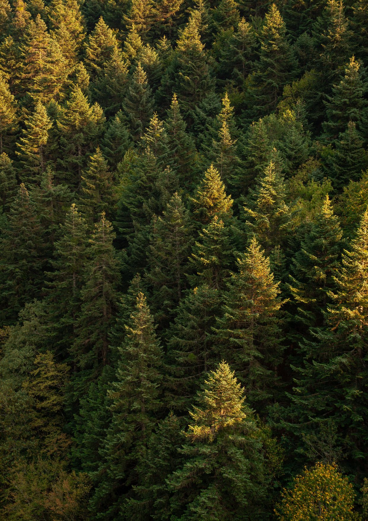 A sunlit forest